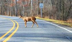 NoCo IMRG Safety Tip Wildlife Crossing Road