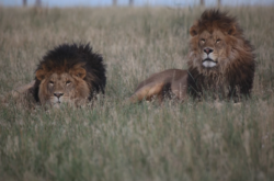 The Wild Animal Sanctuary